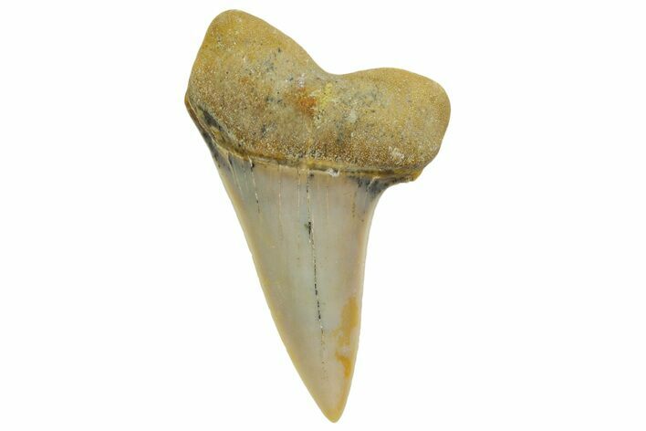 Fossil Shark Tooth (Carcharodon planus) - Bakersfield, CA #364030